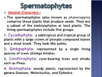 ® General Characters:- ® the Spermatophytes (Also Known As