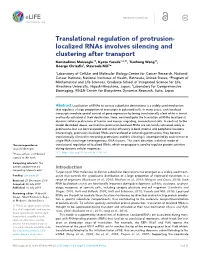 Localized Rnas Involves Silencing and Clustering After Transport Konstadinos Moissoglu1†, Kyota Yasuda1,2,3†, Tianhong Wang1†, George Chrisafis1, Stavroula Mili1*