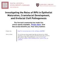 Investigating the Roles of IRF6 in Epithelial Maturation, Craniofacial Development, and Orofacial Cleft Pathogenesis