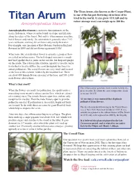 Titan Arum, Also Known As the Corpse Plant, Is One of the Largest Flowering Structures of Its Titan Arum Kind in the World
