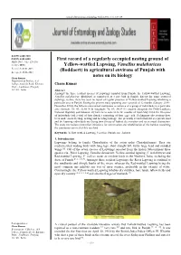First Record of a Regularly Occupied Nesting Ground of Yellow-Wattled
