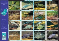 Native Fish of MDB Card