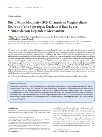 Nitric Oxide Modulates HCN Channels in Magnocellular Neurons of the Supraoptic Nucleus of Rats by an S-Nitrosylation-Dependent Mechanism