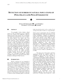 Detection of Hybrids in Natural Populations of Picea Glauca and P 119