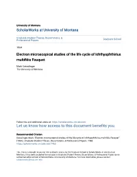 Electron Microscopical Studies of the Life Cycle of Ichthyophthirius Multifiliis Ouquetf
