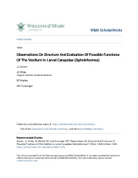 Observations on Structure and Evaluation of Possible Functions of the Vexillum in Larval Carapidae (Ophidiiformes)