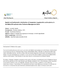 Spatial and Bathymetric Distribution of Deepwater Megabenthic Echinoderms in the Malta 25-Nautical Miles Fisheries Management Zone