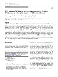 REX1 Promotes EMT-Induced Cell Metastasis by Activating the JAK2/ STAT3-Signaling Pathway by Targeting SOCS1 in Cervical Cancer