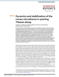 Dynamics and Stabilization of the Rumen Microbiome in Yearling