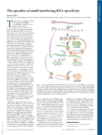 The Specifics of Small Interfering RNA Specificity