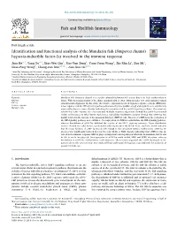 Identification and Functional Analysis of the Mandarin Fish (Siniperca