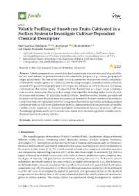 Volatile Profiling of Strawberry Fruits Cultivated in a Soilless System To