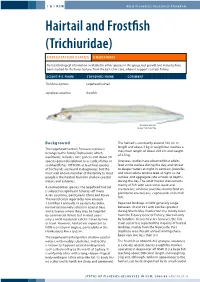 Hairtail and Frostfish (Trichiuridae) Exploitation Status Undefined