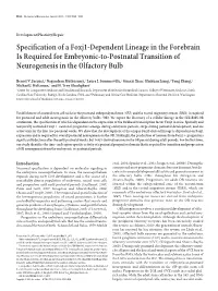 Specification of a Foxj1-Dependent Lineage in the Forebrain Is Required for Embryonic-To-Postnatal Transition of Neurogenesis in the Olfactory Bulb