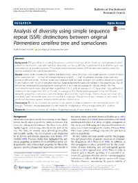 Analysis of Diversity Using Simple Sequence Repeat (SSR): Distinctions Between Original Parmentiera Cereifera Tree and Somaclone