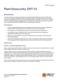 Armyworms Factsheet