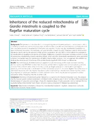 Inheritance of the Reduced Mitochondria of Giardia Intestinalis Is Coupled to the Flagellar Maturation Cycle