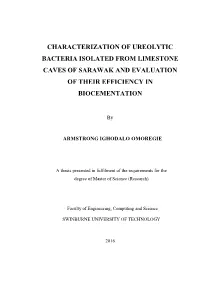 Characterization of Ureolytic Bacteria Isolated from Limestone Caves of Sarawak and Evaluation of Their Efficiency in Biocementation