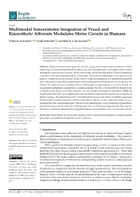 Multimodal Sensorimotor Integration of Visual and Kinaesthetic Afferents Modulates Motor Circuits in Humans