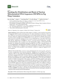 Numts) in Fig Wasp Genomes