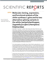 Molecular Cloning, Expression, and Functional Analysis of the Chitin
