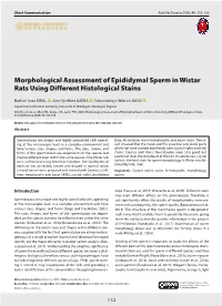Morphological Assessment of Epididymal Sperm in Wistar Rats Using Different Histological Stains