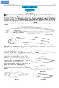 Suborder ZOARCOIDEI ZOARCIDAE
