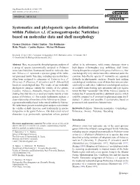 Systematics and Phylogenetic Species Delimitation Within Polinices S.L. (Caenogastropoda: Naticidae) Based on Molecular Data and Shell Morphology