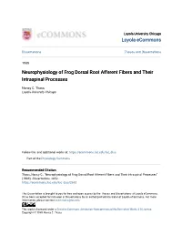 Neurophysiology of Frog Dorsal Root Afferent Fibers and Their Intraspinal Processes