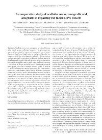 A Comparative Study of Acellular Nerve Xenografts and Allografts in Repairing Rat Facial Nerve Defects