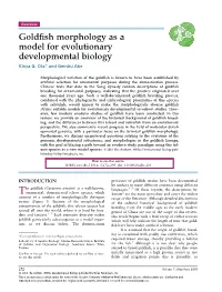 Goldfish Morphology As a Model for Evolutionary Developmental Biology