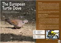 The European Turtle Dove Was Named for the First Time in 1758 by Linnaeus As Columba Turtur
