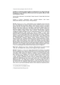 Isolation of a Pigment-Producing Strain of Staphylococcus Kloosii