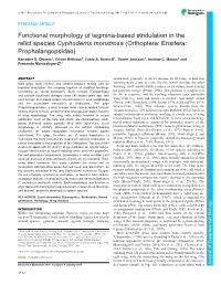 Functional Morphology of Tegmina-Based Stridulation in the Relict Species Cyphoderris Monstrosa (Orthoptera: Ensifera: Prophalangopsidae) Benedict D