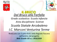 LIIC81000C IL BRUCO Dalbrucoallafarfalla