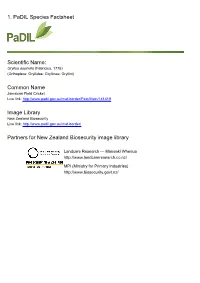 1. Padil Species Factsheet Scientific Name: Common Name Image Library Partners for New Zealand Biosecurity Image Library