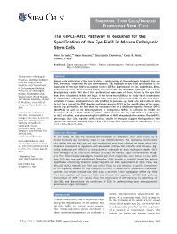 The GIPC1&#8208;Akt1 Pathway Is Required for the Specification of The