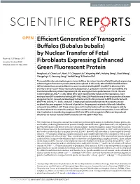 Efficient Generation of Transgenic Buffalos (Bubalus Bubalis)