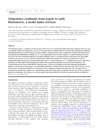 Totipotency Continuity from Zygote to Early Blastomeres: a Model Under Revision