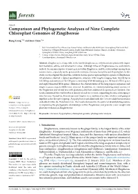 Comparison and Phylogenetic Analyses of Nine Complete Chloroplast Genomes of Zingibereae