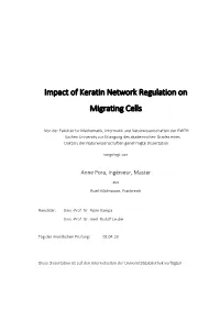 Impact of Keratin Network Regulation on Migrating Cells