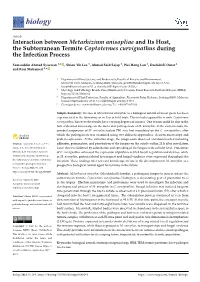 Interaction Between Metarhizium Anisopliae and Its Host, the Subterranean Termite Coptotermes Curvignathus During the Infection Process
