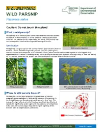 Wild Parsnip Fact Sheet