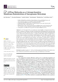 Ca2+-Atpase Molecules As a Calcium-Sensitive Membrane-Endoskeleton of Sarcoplasmic Reticulum