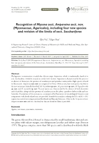 Recognition of Mycena Sect. Amparoina Sect. Nov. (Mycenaceae, Agaricales), Including Four New Species and Revision of the Limits of Sect