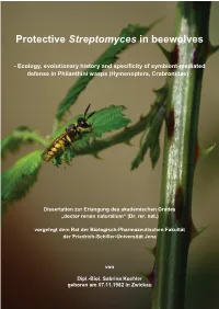 Protective Streptomyces in Beewolves