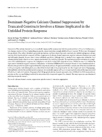 Dominant-Negative Calcium Channel Suppression by Truncated Constructs Involves a Kinase Implicated in the Unfolded Protein Response