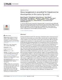 Gluconeogenesis Is Essential for Trypanosome Development in the Tsetse Fly Vector