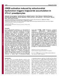 CREB Activation Induced by Mitochondrial Dysfunction Triggers Triglyceride Accumulation in 3T3-L1 Preadipocytes