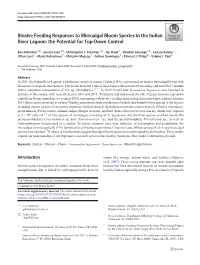 Bivalve Feeding Responses to Microalgal Bloom Species in the Indian River Lagoon: the Potential for Top-Down Control